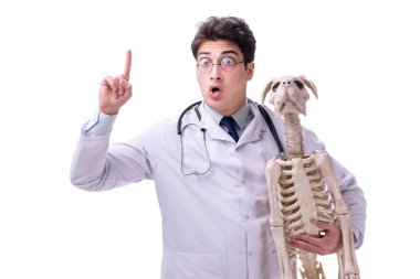 Beyaz arka plan üzerinde izole köpek iskeleti ile doktor