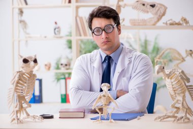 Komik çılgın profesör hayvan iskeletlerini inceliyor.