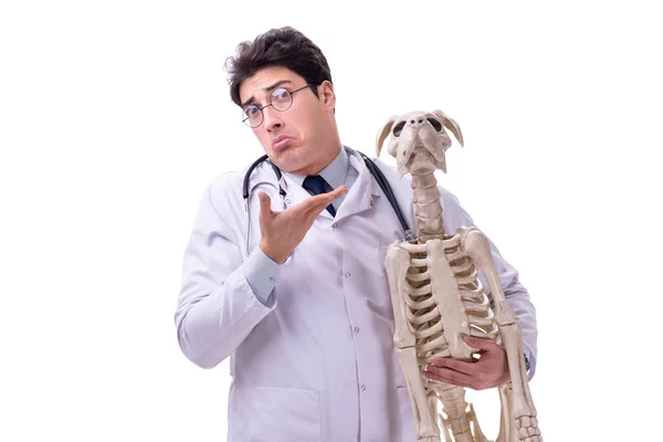 Doctor con esqueleto de perro aislado sobre fondo blanco — Foto de Stock