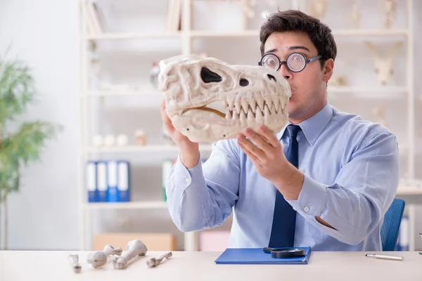 Professor louco engraçado estudando esqueleto de dinossauro — Fotografia de Stock