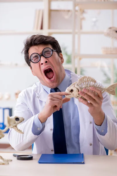 Grappige gekke professor die dierenskeletten bestudeert — Stockfoto