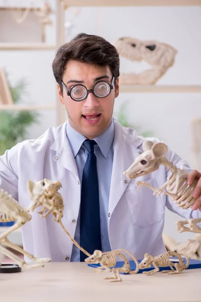 Grappige gekke professor die dierenskeletten bestudeert — Stockfoto