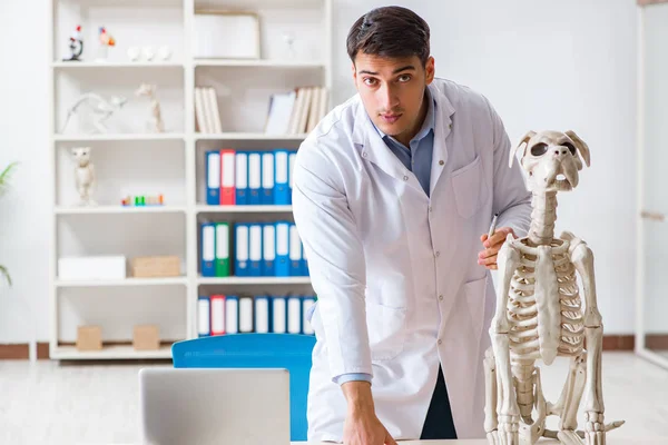 Doktor veteriner köpek iskeleti üzerinde çalışıyor. — Stok fotoğraf