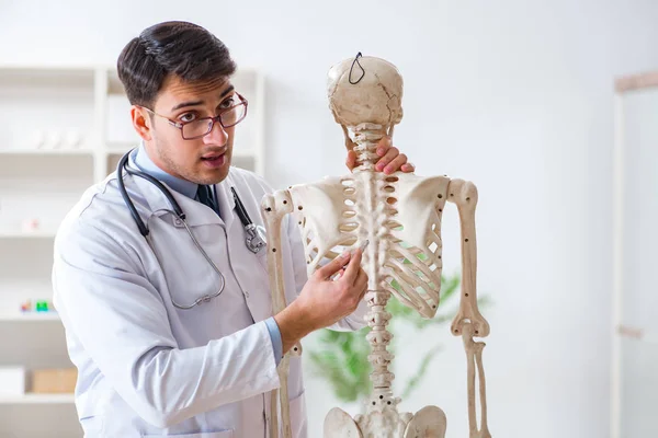 İskeleti beyaz olan Yong erkek doktoru. — Stok fotoğraf