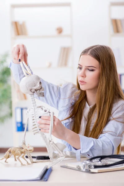 Studente seduto in classe e studiare scheletro — Foto Stock