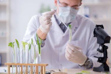 Bitkiler üzerinde çalışan erkek biyokimyacı.