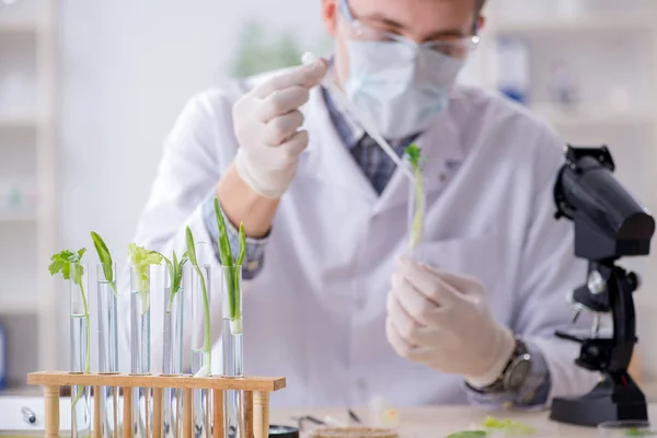 Biochemik pracujący w laboratorium nad roślinami — Zdjęcie stockowe