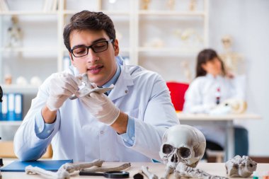 Profesör laboratuvarda insan iskeletini inceliyor.