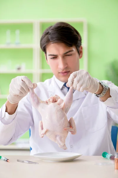 Asistente de laboratorio probando pollo transgénico —  Fotos de Stock