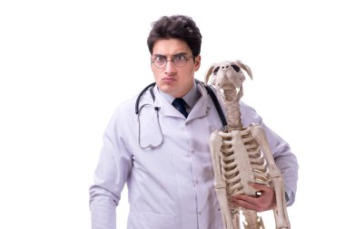 Beyaz arka plan üzerinde izole köpek iskeleti ile doktor