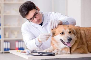 Veteriner kliniğinde Golden Retriever köpeğini muayene eden doktor.