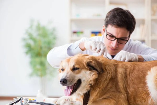 Médico examinando cão golden retriever na clínica veterinária — Fotografia de Stock