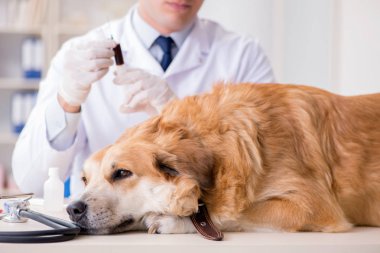 Veteriner kliniğinde Golden Retriever köpeğini muayene eden doktor.