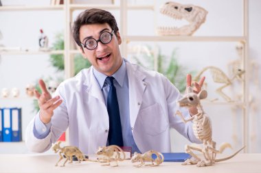 Funny crazy professor studying animal skeletons clipart