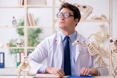 Komik çılgın profesör hayvan iskeletlerini inceliyor.