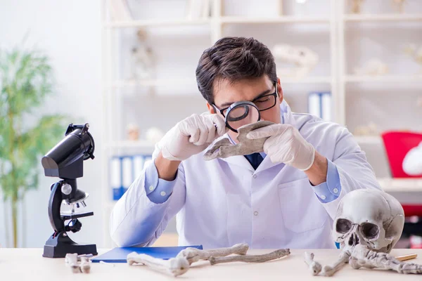 Profesör laboratuvarda insan iskeletini inceliyor. — Stok fotoğraf