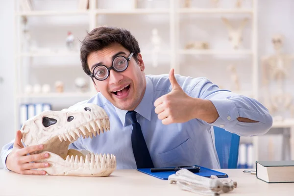 Αστείος τρελός καθηγητής μελετώντας σκελετό δεινοσαύρου — Φωτογραφία Αρχείου