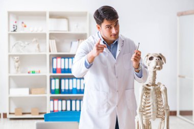 Doktor veteriner köpek iskeleti üzerinde çalışıyor.