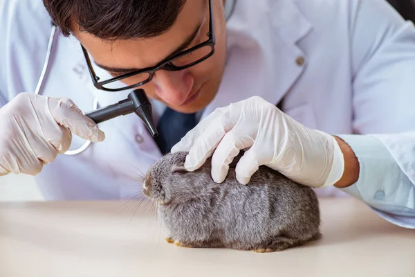 Vet doctor checking up rabbit in his clinic — Stock Photo, Image