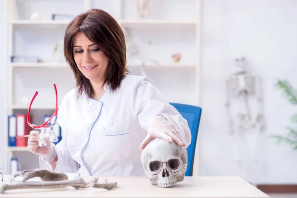 Dokter die in het lab werkt aan skelet — Stockfoto