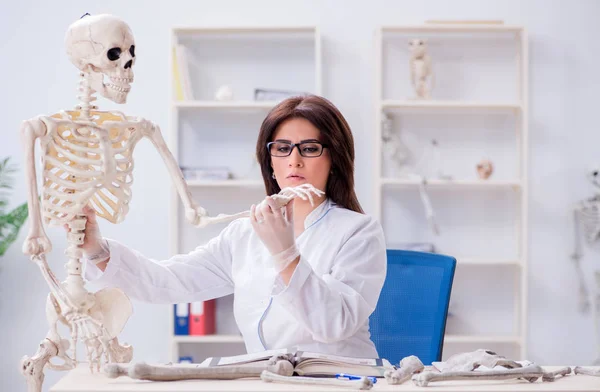 Dokter die in het lab werkt aan skelet — Stockfoto