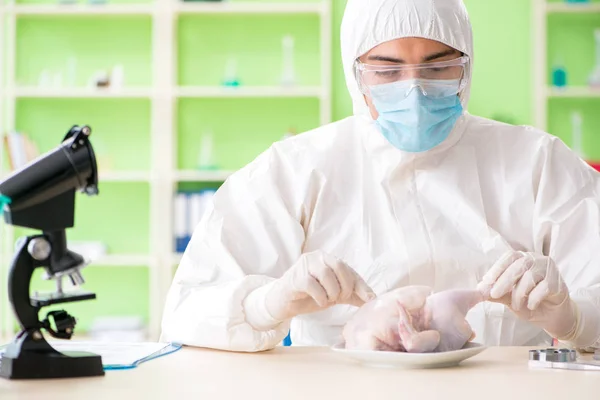 Asistente de laboratorio probando pollo transgénico —  Fotos de Stock