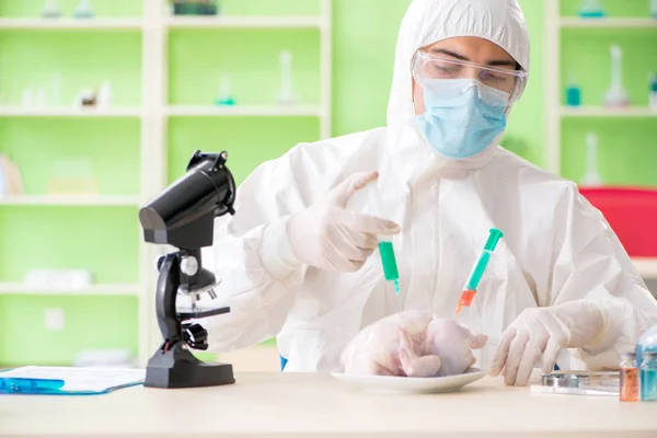 Assistente de laboratório teste de frango transgênico — Fotografia de Stock