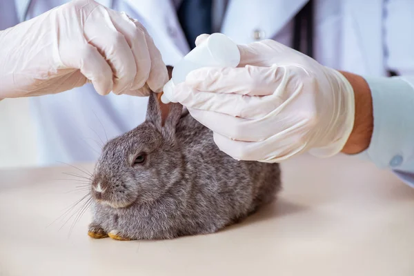 Vet doctor checking up rabbit in his clinic — Stock Photo, Image