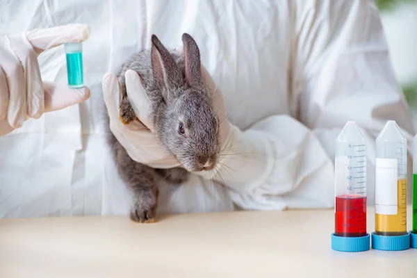 Ветеринарний лікар оглядає кролика в своїй клініці — стокове фото