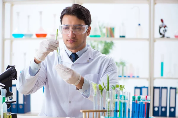 Mannelijke biochemicus werkzaam in het lab op planten — Stockfoto