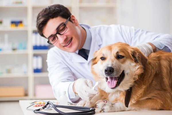 Läkare undersöker golden retriever hund på veterinärkliniken — Stockfoto