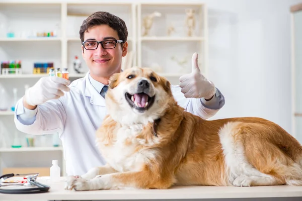 Médico examinando cão golden retriever na clínica veterinária — Fotografia de Stock