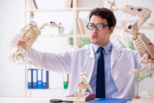 Profesor loco divertido estudiando esqueletos de animales — Foto de Stock