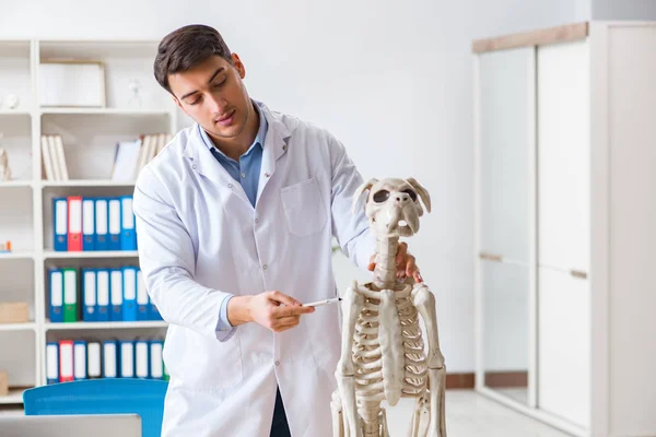 Doctor vet practicing on dog skeleton