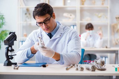 Profesör laboratuvarda insan iskeletini inceliyor.