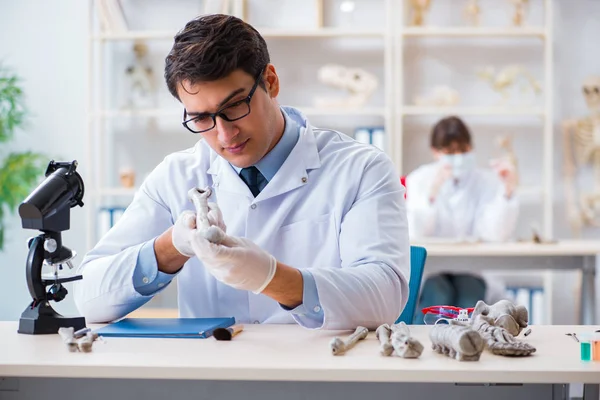 Profesör laboratuvarda insan iskeletini inceliyor.