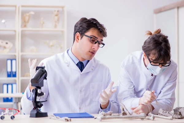 Profesör laboratuvarda insan iskeletini inceliyor.