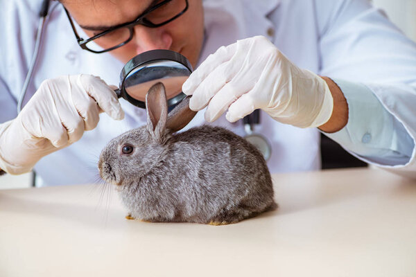 Vet doctor checking up rabbit in his clinic