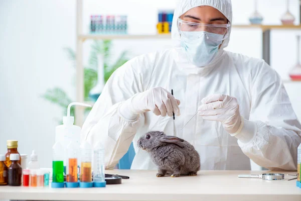 Vet doctor checking up rabbit in his clinic