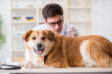 Veteriner kliniğinde Golden Retriever köpeğini muayene eden doktor.
