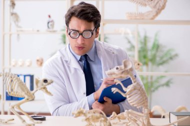 Komik çılgın profesör hayvan iskeletlerini inceliyor.