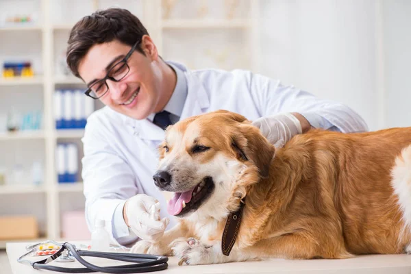 Médico examinando cão golden retriever na clínica veterinária — Fotografia de Stock