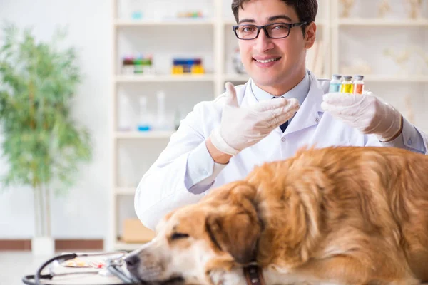Доктор вивчає золотошукача у ветеринарній клініці — стокове фото