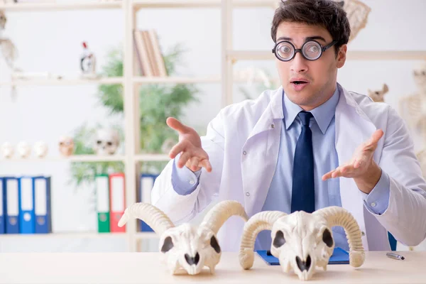 Profesor loco divertido estudiando esqueletos de animales —  Fotos de Stock