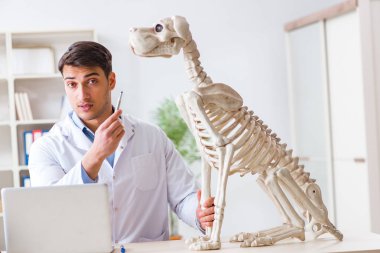 Doktor veteriner köpek iskeleti üzerinde çalışıyor.