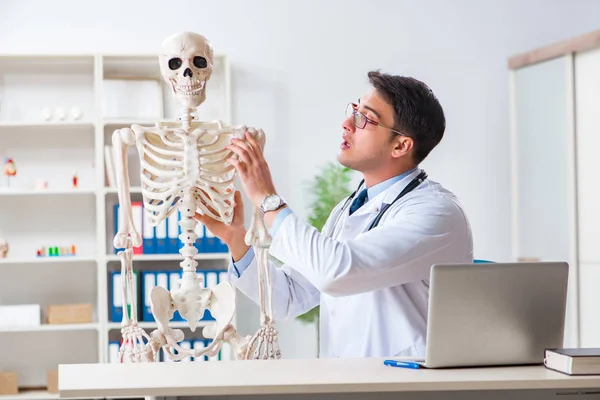 İskeleti beyaz olan Yong erkek doktoru. — Stok fotoğraf