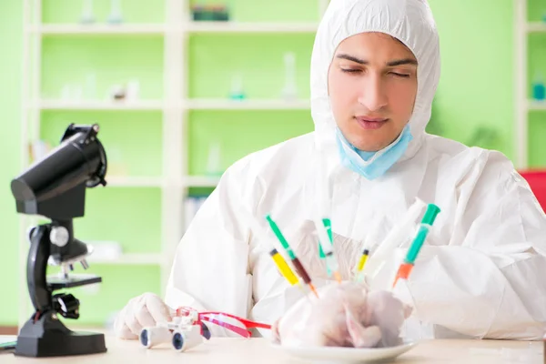 Asistente de laboratorio probando pollo transgénico — Foto de Stock