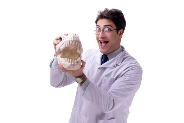 Funny crazy professor paleontologyst studying animal skeletons i Royalty Free Stock Images