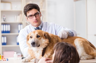 Doktor ve asistan veterinerdeki golden retriever köpeğini kontrol ediyor.