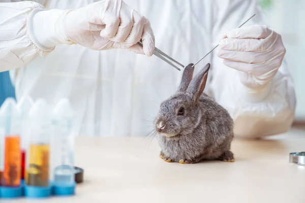 Scientist doing testing on animals rabbit — Stock Photo, Image